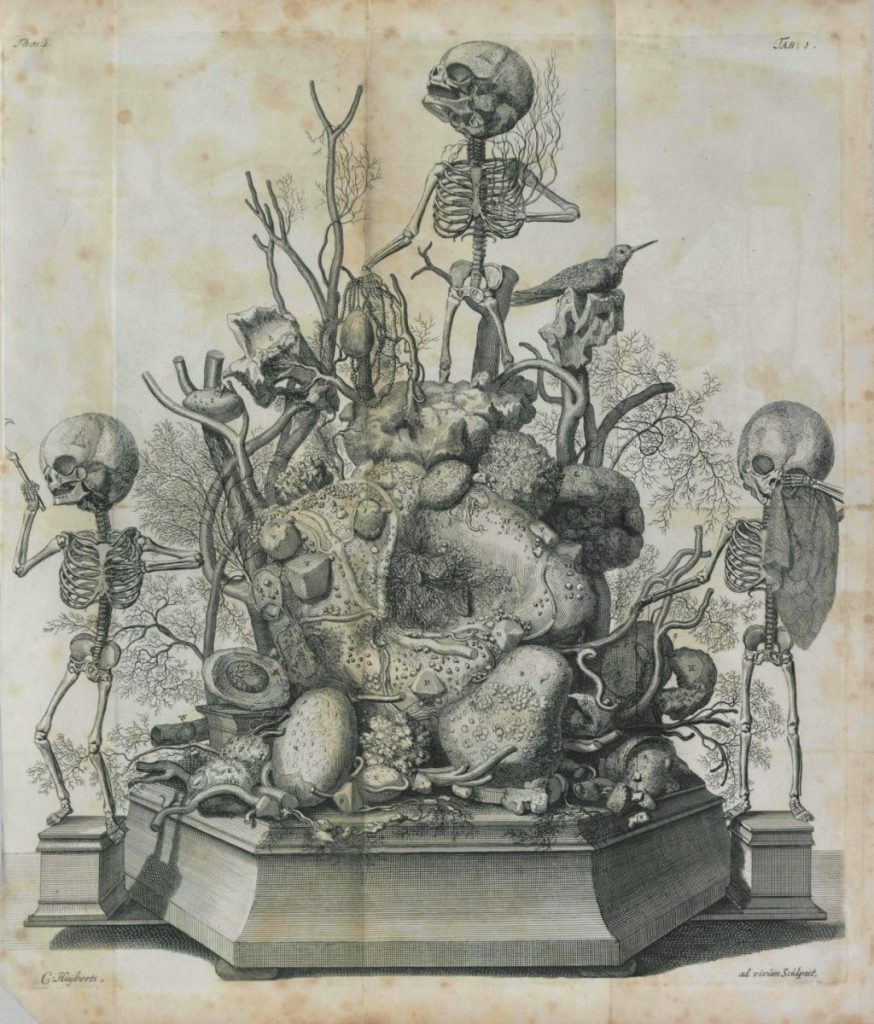 Une planche du Thesaurus anatomicus de Frederik Ruysch (1701).