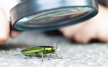 girl is watch a jewel beetle in the magnifying glass