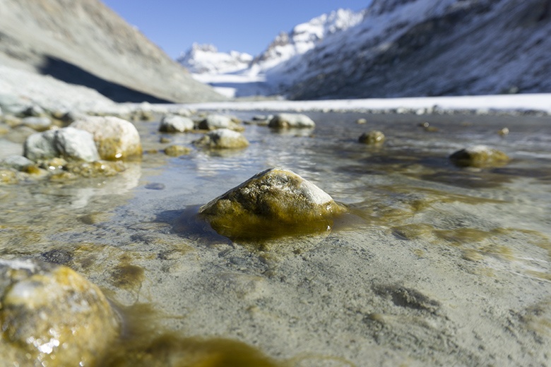 Rivière glaciaire, avec des biofilms bien visibles. © Matteo Roncoroni