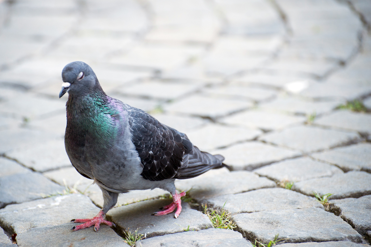 Un pigeon trottine sur les pavés de la Place St-François.