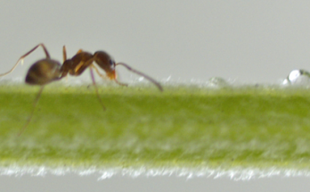 Les fourmis utilisent des «médicaments» encore inconnus des humains. Vont-elles nous aider?