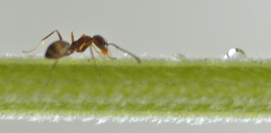 Les fourmis utilisent des «médicaments» encore inconnus des humains. Vont-elles nous aider?