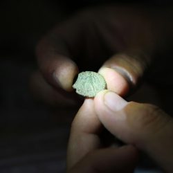 Mandeure (F). Pièce trouvée lors des fouilles archéologiques. Photo Alban Kakulya