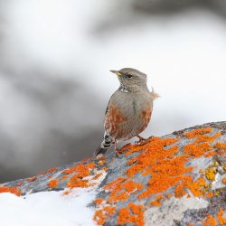 Accenteur alpin. Il se trouve dans les Alpes, entre 1800 et 3000 m. Répandu, cet oiseau polyandre et polygame aime les versants exposés, au-dessus des forêts. © Lionel Maumary