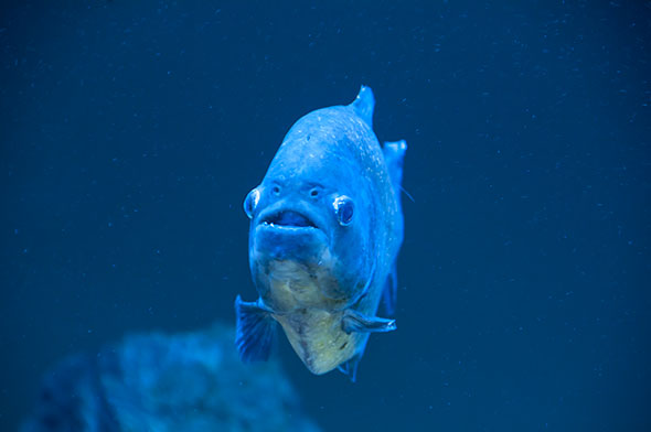 Piranha. Relâché par des aquariophiles peu scrupuleux, le Pygocentrus nattereri peut survivre dans les rivières européennes. © Mark Newman / Superstock