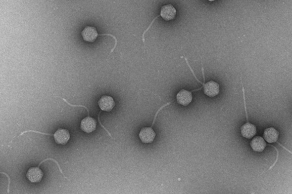Phages Photographie en microscopie électronique de ces virus, prédateurs naturels des bactéries. Une goutte d’eau de mer en contient plus d’un million. © Frank Oechslin, Département de microbiologie fondamentale