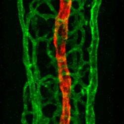 En rouge, le lactifère. En vert, le réseau dense de capillaires sanguins. © Jeremiah Bernier-Latmani