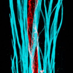 En rouge, le lactifère. En bleu, des cellules musculaires. © Jeremiah Bernier-Latmani
