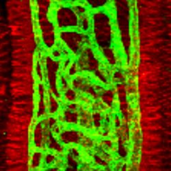 En rouge, les cellules épithéliales de l'intestin. En vert, le réseau de capillaires sanguins. © Jeremiah Bernier-Latmani