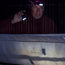 Philippe Christe étudie les chauves-souris dans les grottes de Baulmes depuis 15 ans. Photo F. Ducrest © UNIL