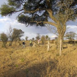 Les chercheurs sillonnent les alentours du centre de recherche pour comprendre de quelle manière les termites façonnent le paysage botswanais. Photo Olivier Glaizot