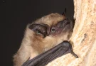 La reproduction mystérieuse des chauves-souris