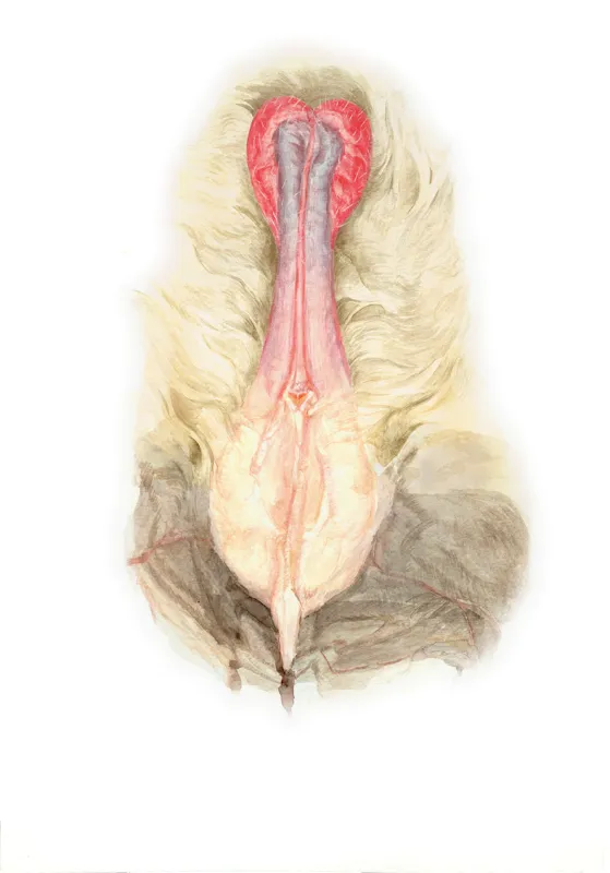 chauvesouris 92 4