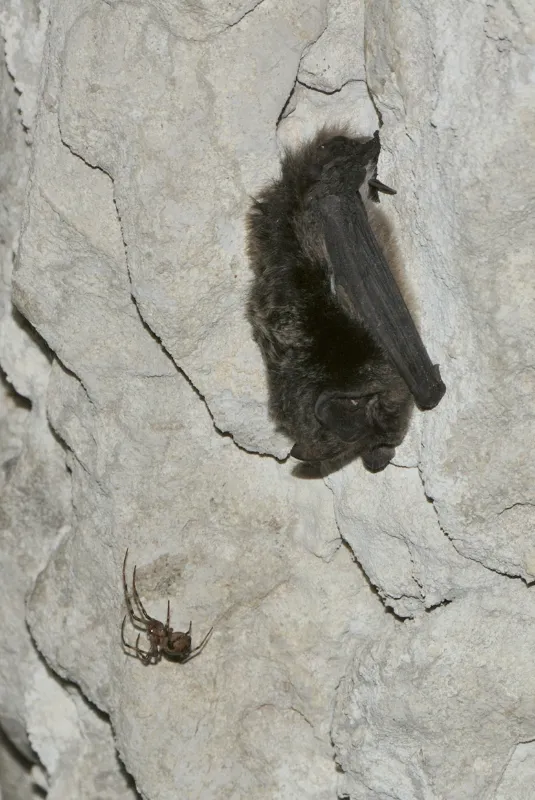 chauvesouris suite 92 1