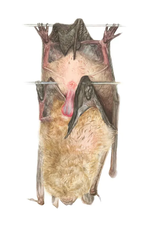 chauvesouris suite 92 3