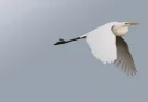 Qui sont les nouveaux oiseaux nicheurs de Suisse?