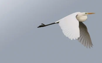 oiseaux 93 1