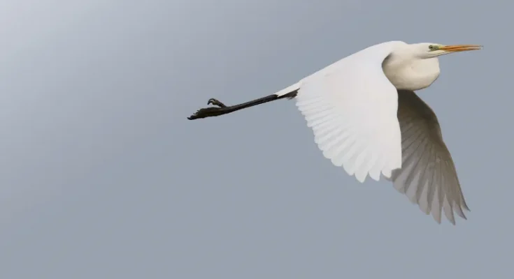 oiseaux 93 1