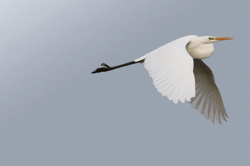 oiseaux 93 1