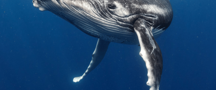 Biologie – Les grands mammifères marins à la loupe