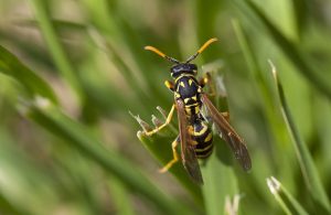 Wasp, guèpe. Autour du Biophore © Willy Blanchard, EMF, Université de Lausanne