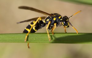 Wasp, guèpe. © Willy Blanchard, EMF, Université de Lausanne