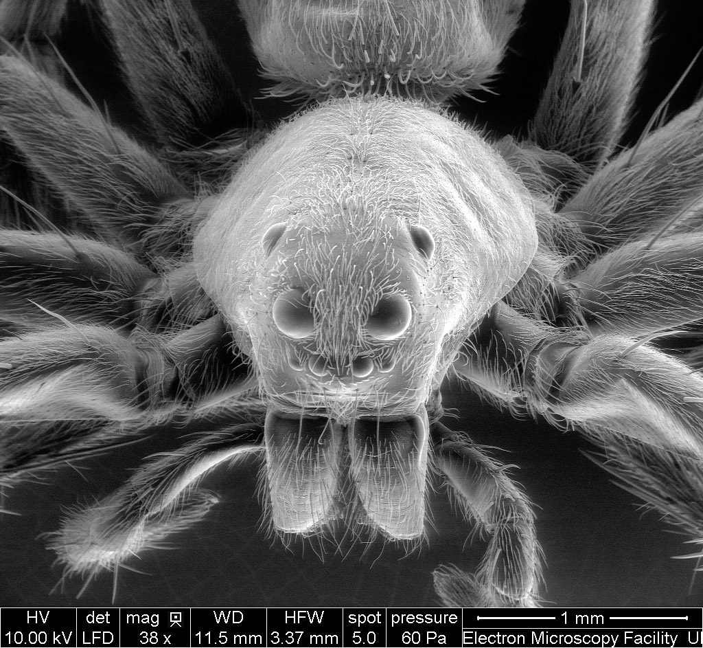 Spider, SEM Quanta-FEG 250