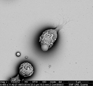 Animal cell - Cellule animale © Antonio Mucciolo, EMF, Université de Lausanne