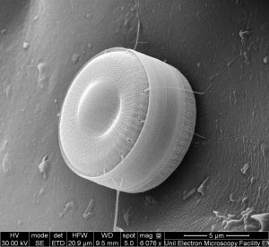 Diatom - diatomée © Antonio Mucciolo, EMF, Université de Lausanne