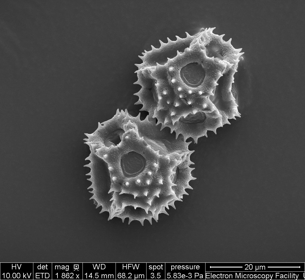 Pollen © Antonio Mucciolo, EMF, Université de Lausanne