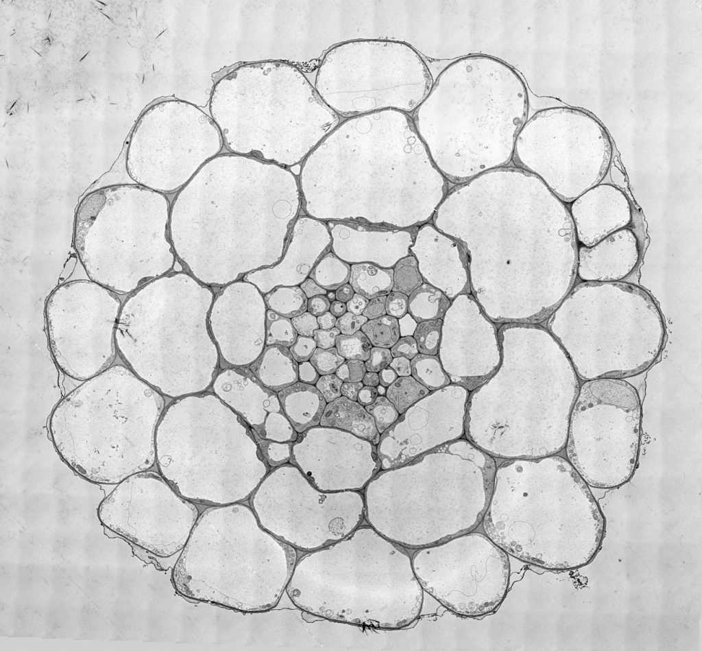 Original file size: 30'448x 28'913 pixels. Arabidopsis thaliana © Damien De Bellis, EMF, Université de Lausanne