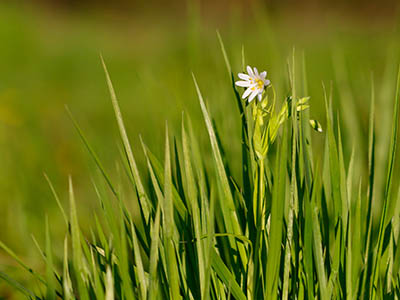 Stellaria holostea in sunset light