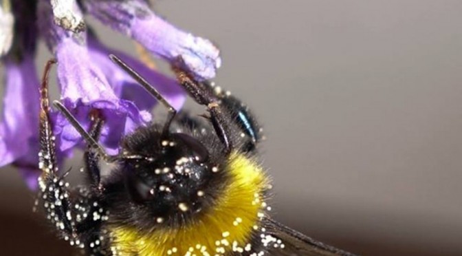 Quelle est la dangerosité des pesticides pour l’environnement et la santé humaine ?