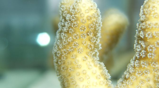 Réchauffement climatique, acidification, eutrophisation des océans et crèmes solaires :  des menaces d&rsquo;ordre différent pour les récifs coralliens