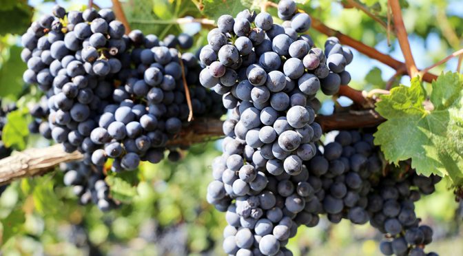 Une avancée majeure dans la compréhension des effets liés au stress climatique dans certains cépages suisses