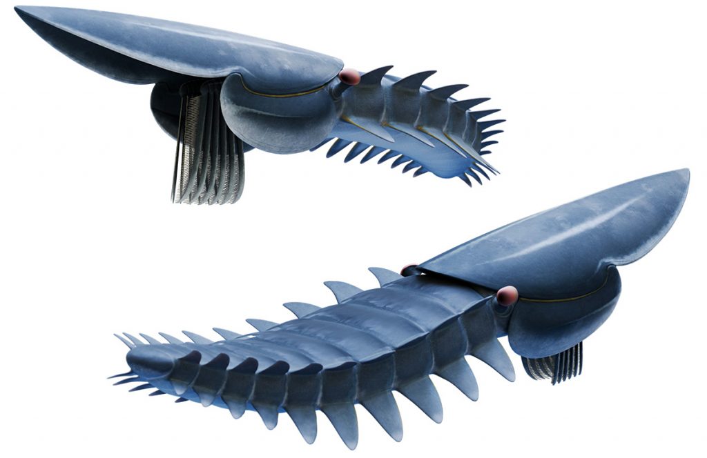 aegirocassis benmoulai