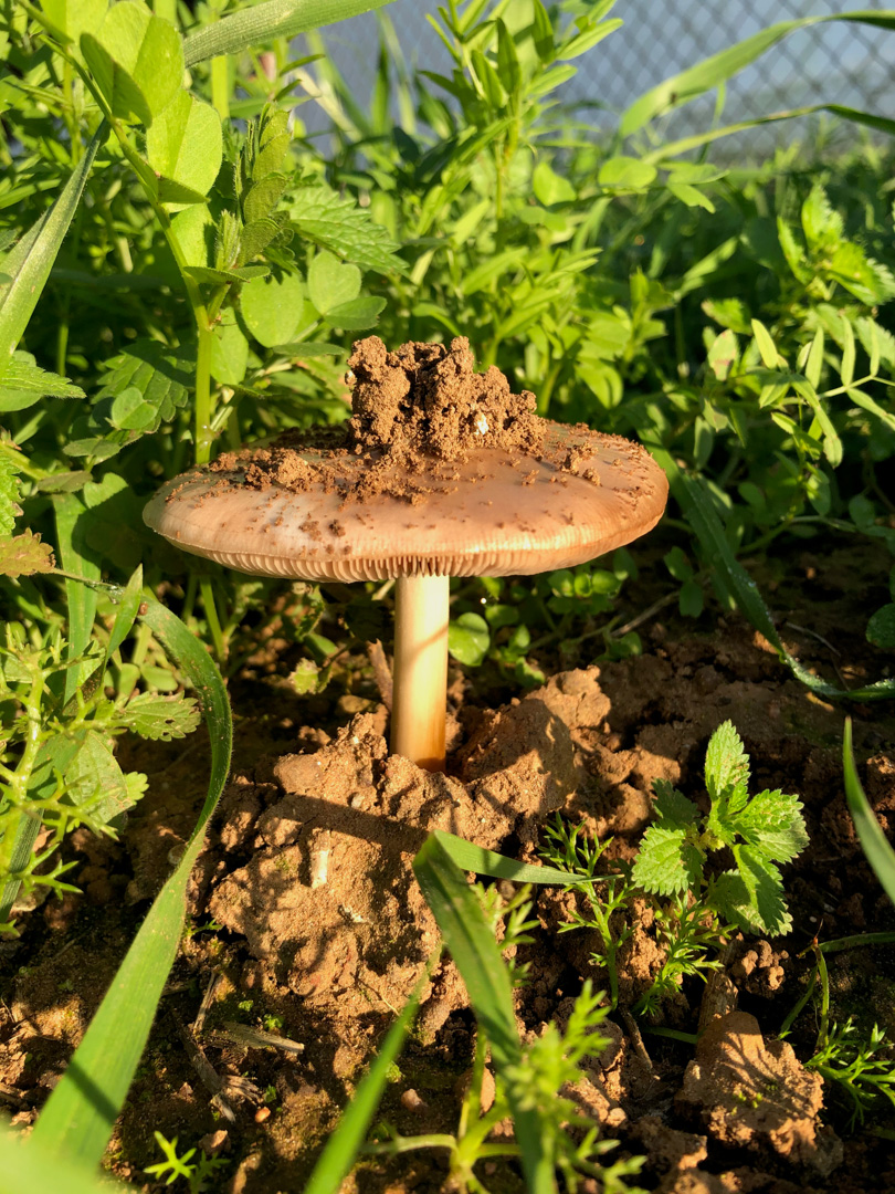 champignon