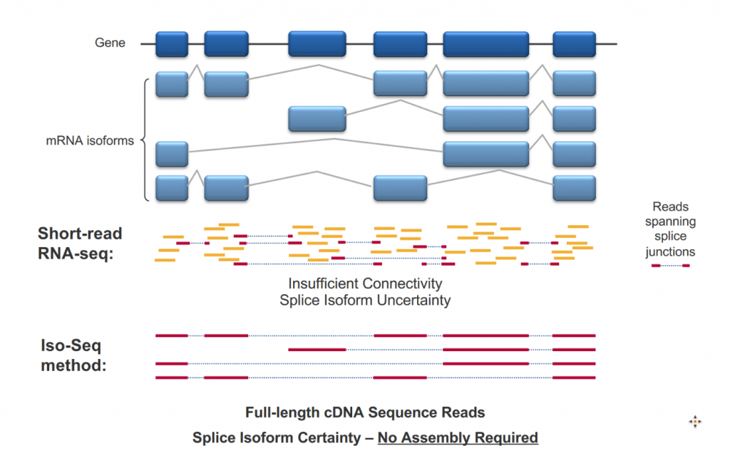 Long Read Sequencing – Lausanne Genomic Technologies Facility