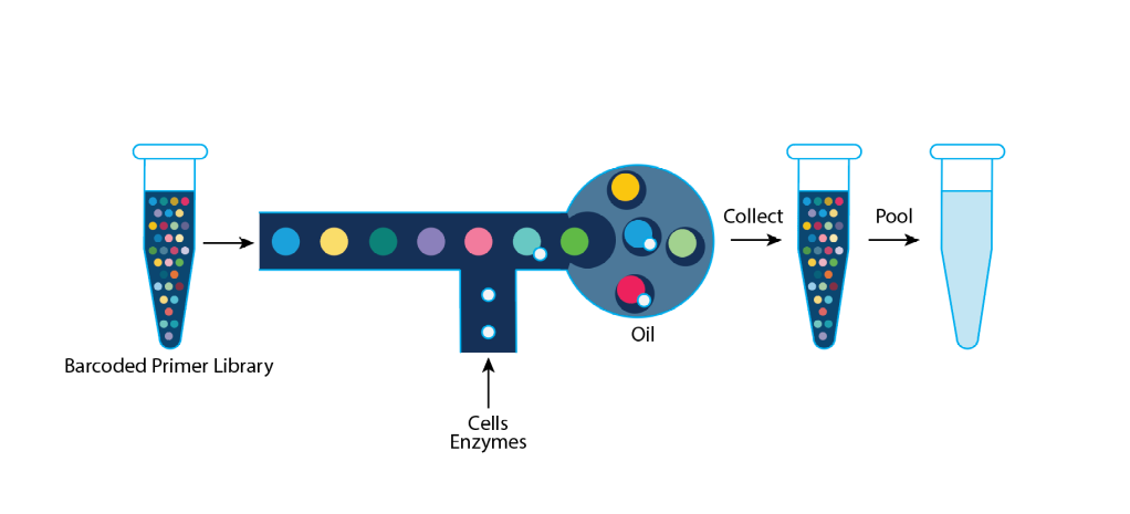 Single cell experiments (10X) – Lausanne Genomic Technologies Facility