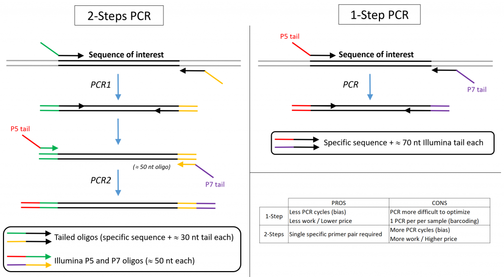 Primer Concentration In Multiplex Pcr