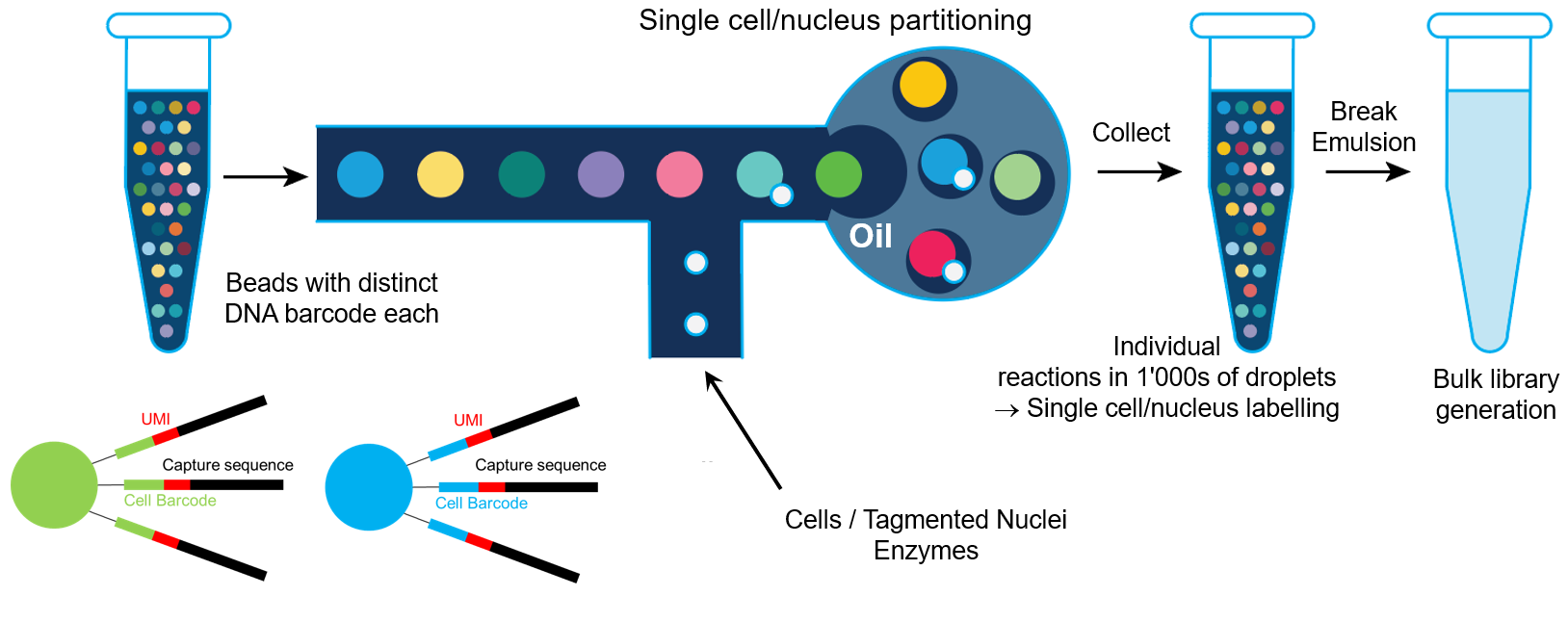 Single Cell (10X) – Lausanne Genomic Technologies Facility