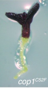 An Arabidopsis seedling homozygous for the COP1 C52 F amino acid change.