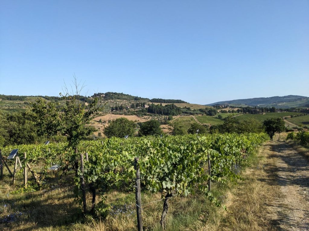 View of the experimental vineyard with some solar panels popping up