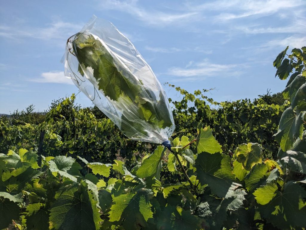 "Bagging" the shoots to extract water