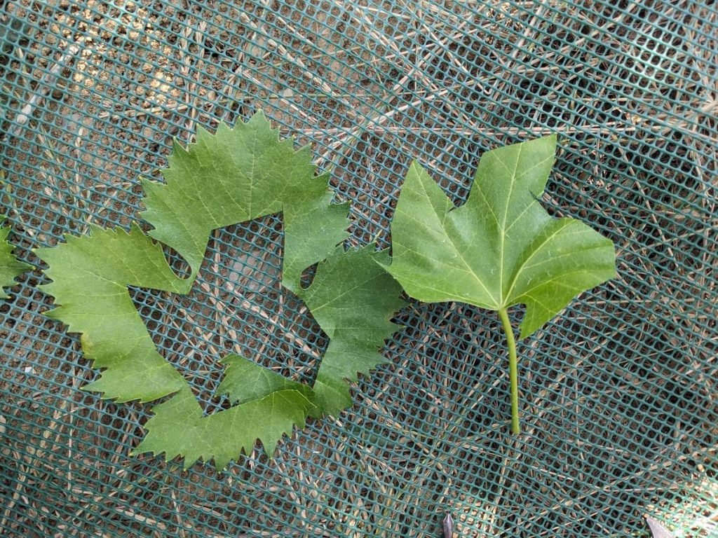 Cutting the leaves to investigate the different water isotope signatures of the inner and outer leaf parts