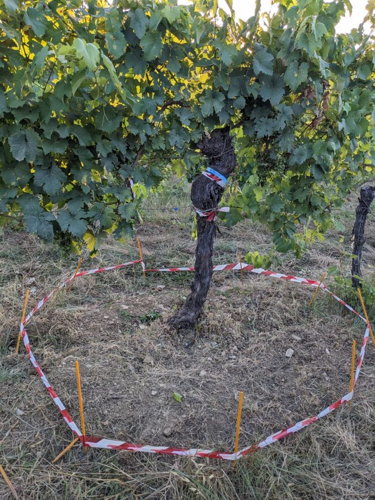 Preparing a grapevine for a tracer irrigation experiment