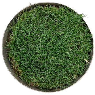 lysimeter with grass carpet