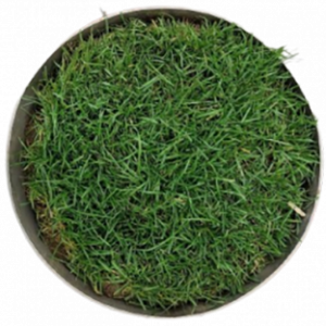 grass above 1 e1789040424853