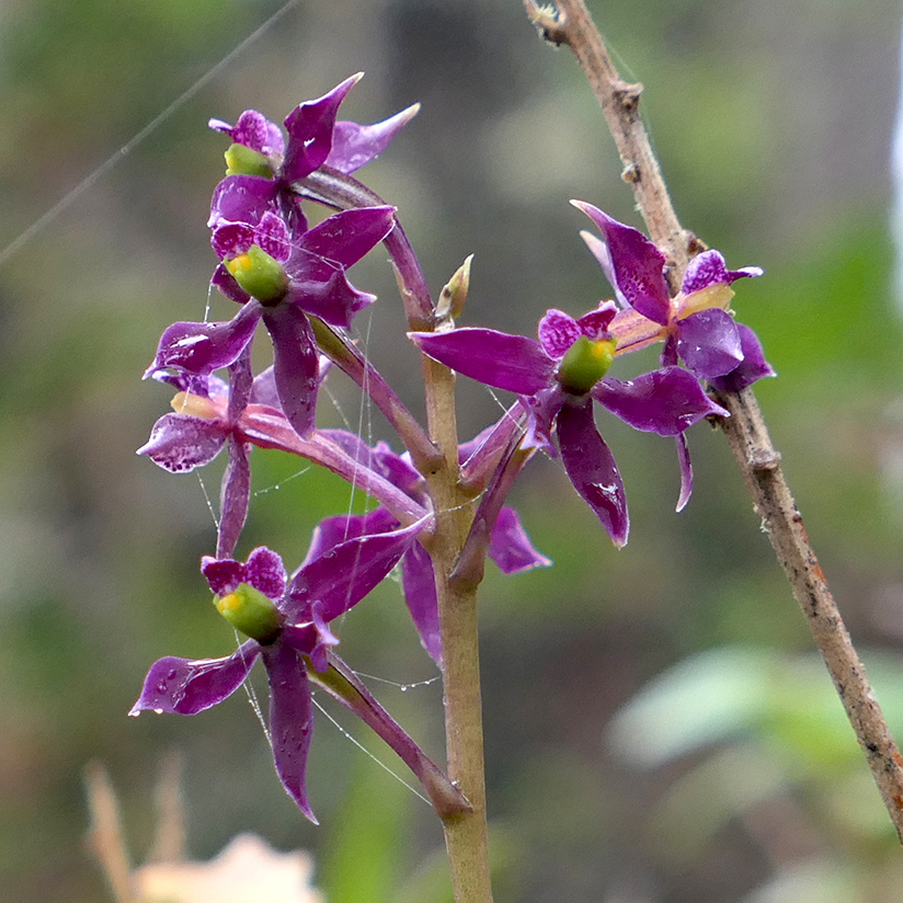 Prosthecha pulchra Guacharo 1