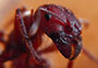 Ant_Closeup